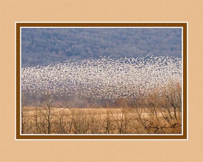 Snow Geese Over the Cornfield 